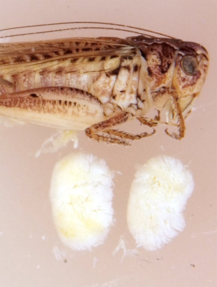 The male Tuberous bushcricket, Platycleis affinis, has testicles (shown here) that amount to 14 percent of its body weight.